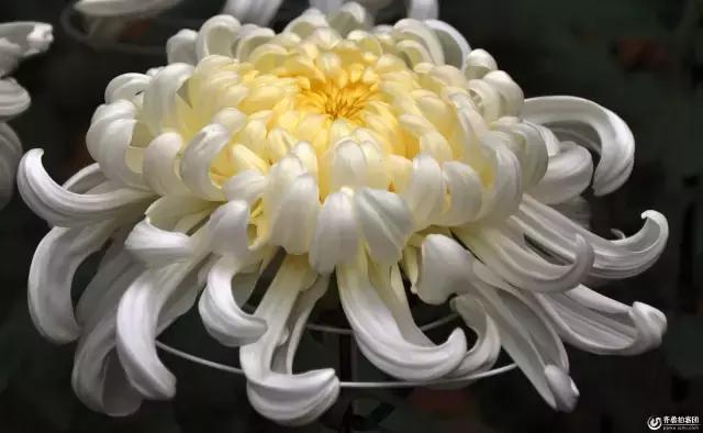 今世，做一株清雅的菊
