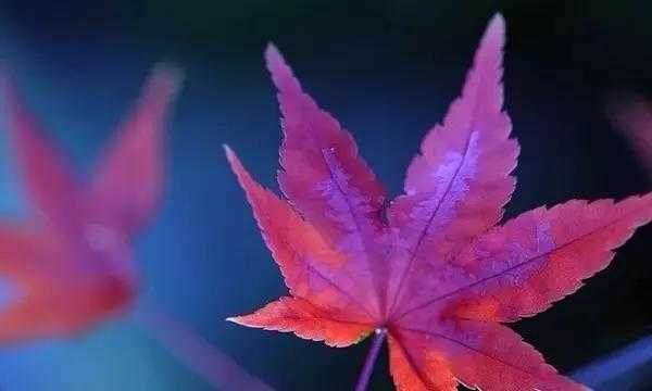 爱情说说长段子大全