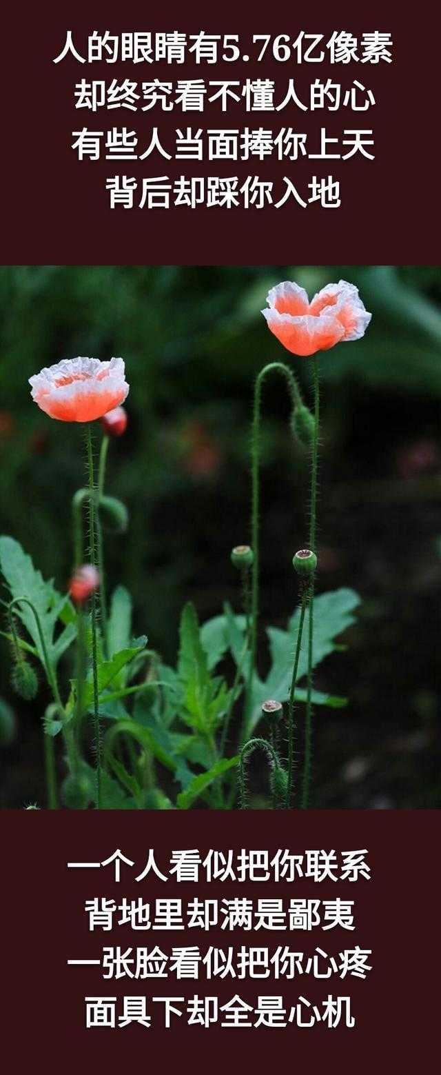 生活，即使低到尘埃里，也要开出含情脉脉的花！「句句入心」