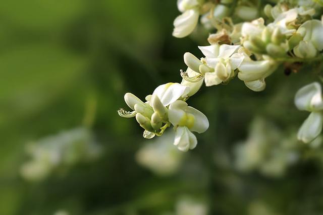 春半不还家，路边赏槐花