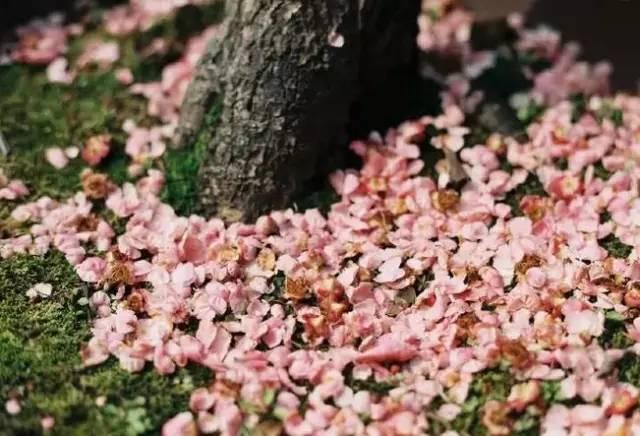 落花人独立（唯美）