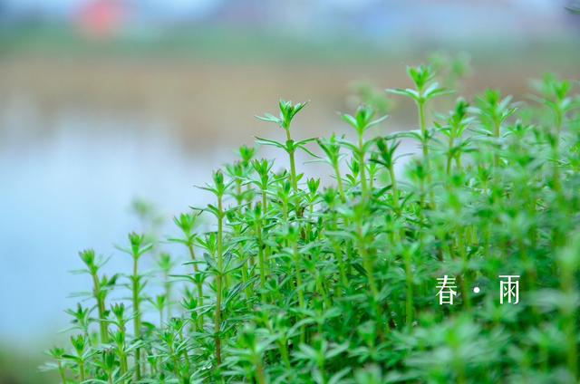 春雨寄情思，是否愿意陪我走进这无边雨幕