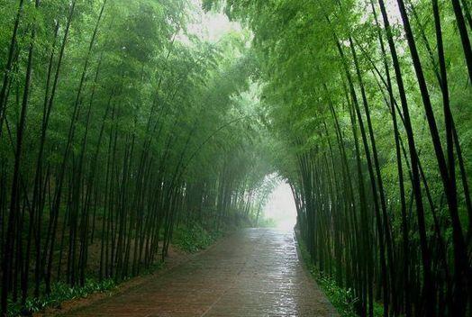 春雨寄情思，是否愿意陪我走进这无边雨幕