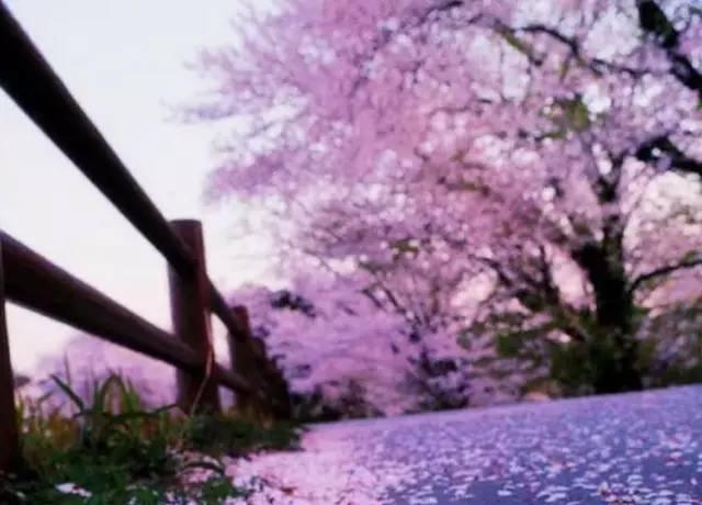 落花人独立（唯美）