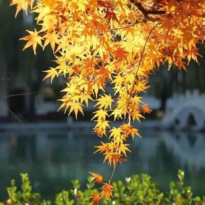 人生应该坦然地活
