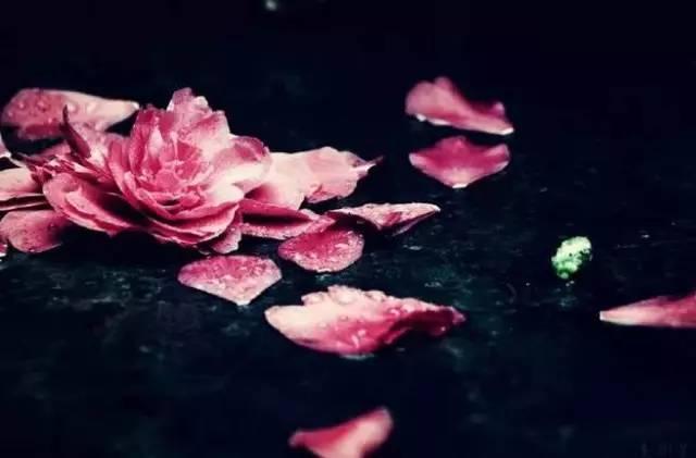 落花人独立（唯美）