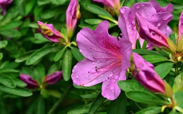 一把小花伞一双小雨鞋