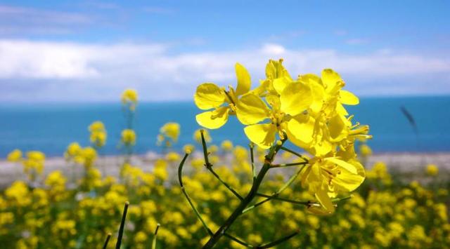 听风声，听雨声，听花开花落声