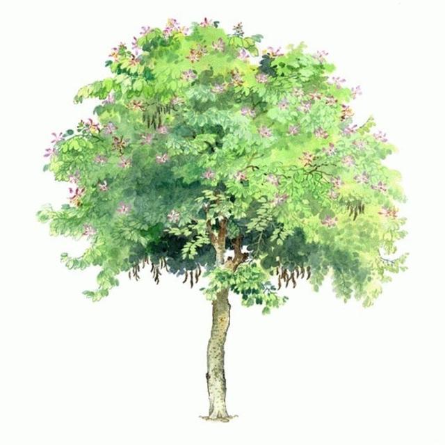 槐花香不香，你问问那槐树的心事