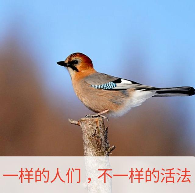 一辈子这么短，咱活着图个啥？