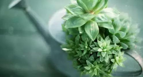 我问小草（写的真好）