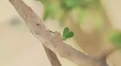 我问小草（写的真好）