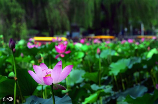 生活，在于知足；人生，在于无悔；累了：请将心靠岸《句句精辟》
