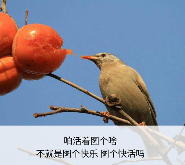 一辈子这么短，咱活着图个啥？