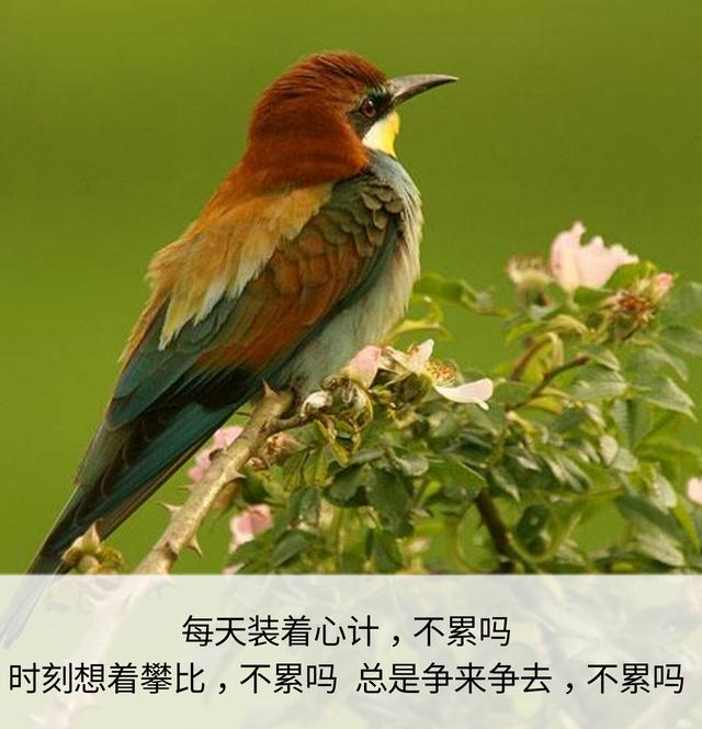 一辈子这么短，咱活着图个啥？