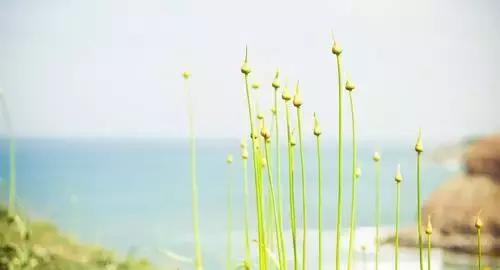 我问小草（写的真好）