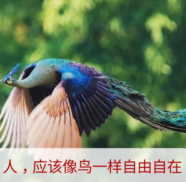 一辈子这么短，咱活着图个啥？