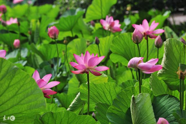 生活如舟，摇摆不定，生活如水，平淡最美