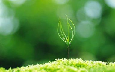 回赠一片绿叶（好文）