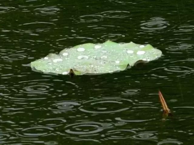 美文：雨后蛙声争入耳