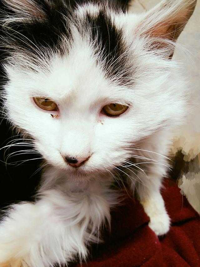 春雪有意，候你婚期