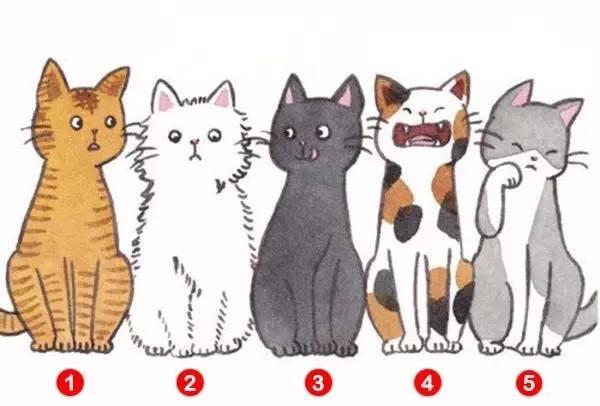 五只猫选一只,看出你在别人眼中的印象,准爆!