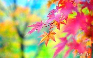 我心中的美景（好文）
