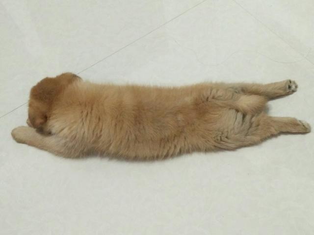 狗狗别怕，我会给你一个家