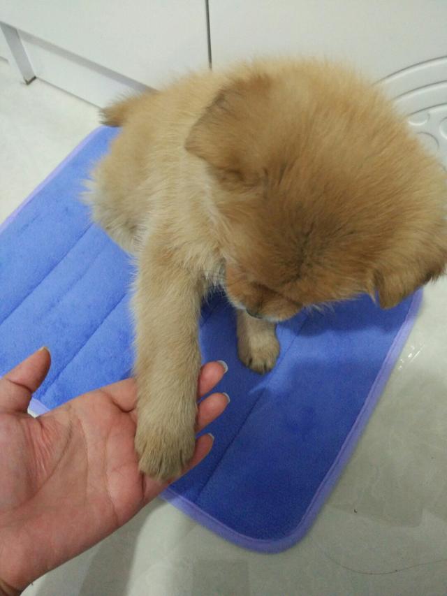 狗狗别怕，我会给你一个家