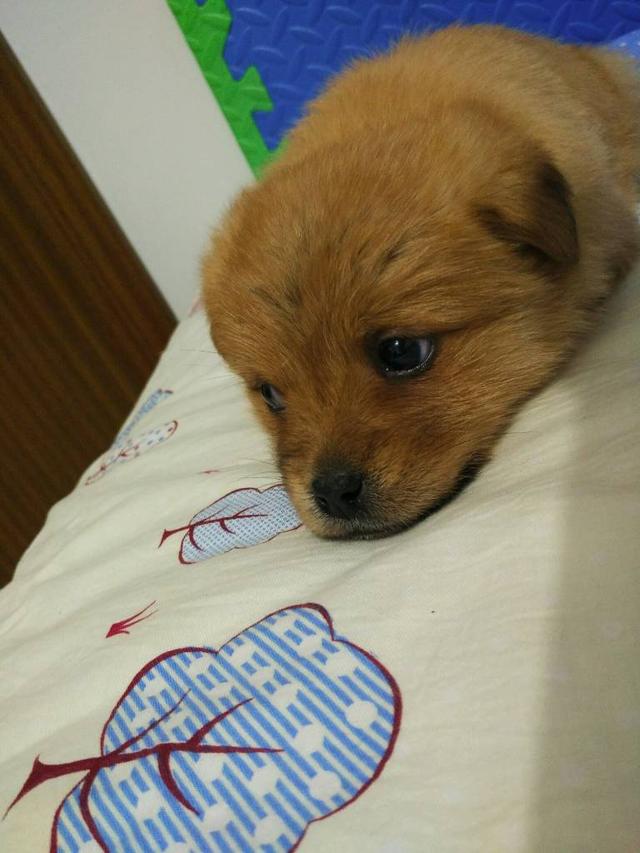 狗狗别怕，我会给你一个家
