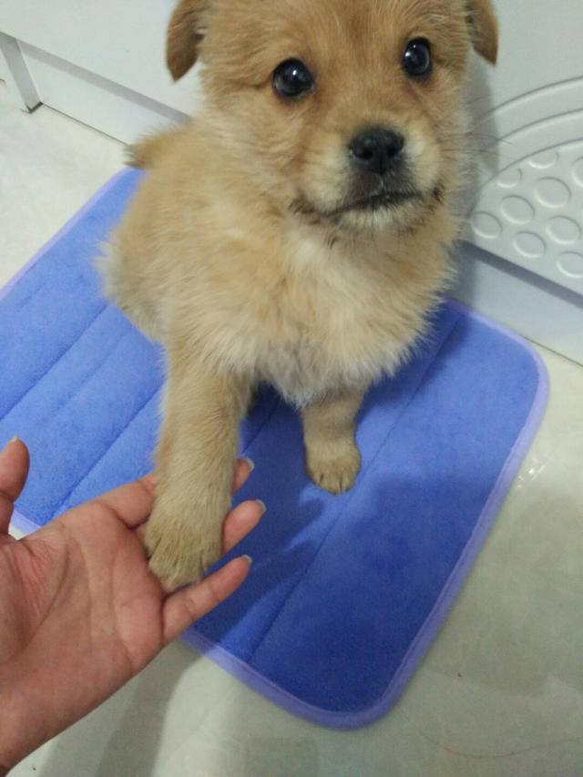 狗狗别怕，我会给你一个家