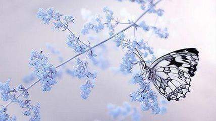 破茧成蝶（美文）