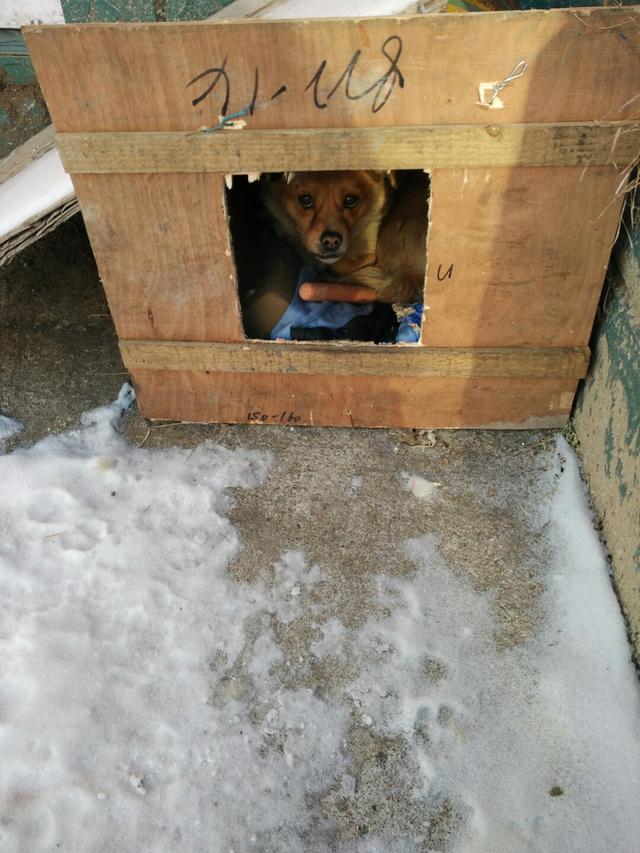 狗狗别怕，我会给你一个家