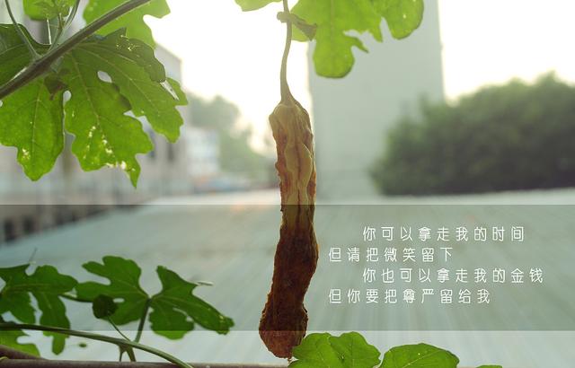 家，是心灵的港湾，成长的摇篮