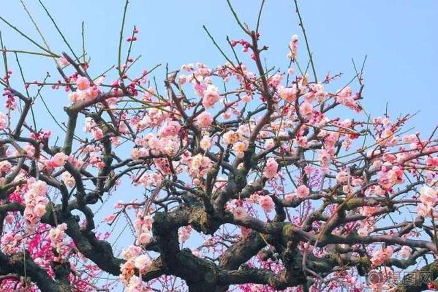 美文：桃花依旧笑春风