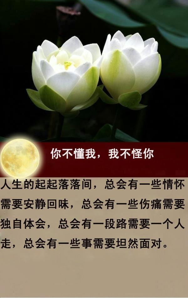 你不懂我，我不怪你（说得真好！）