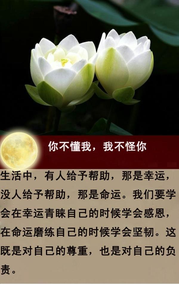 你不懂我，我不怪你（说得真好！）