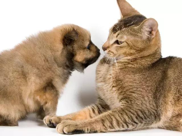 据说喜欢猫和喜欢狗的人不一样