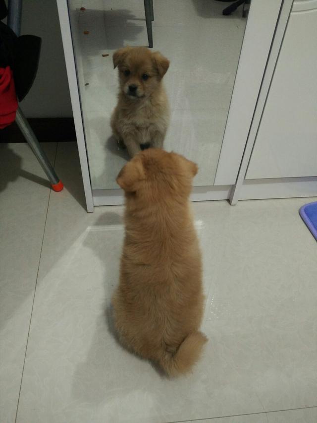 狗狗别怕，我会给你一个家