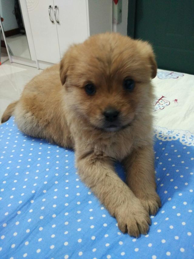 狗狗别怕，我会给你一个家