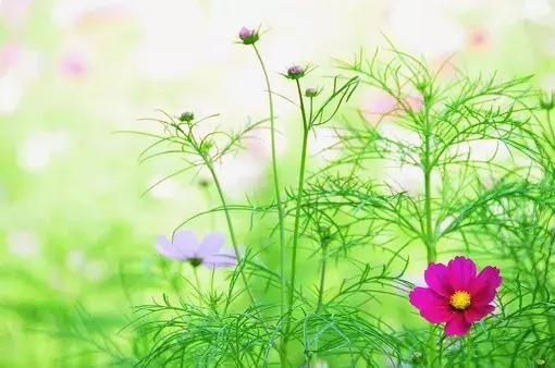怎样除掉心里的杂草