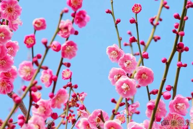 美文：桃花依旧笑春风
