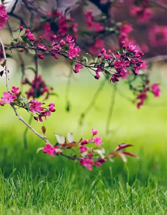 一朵花，刹那芳华间