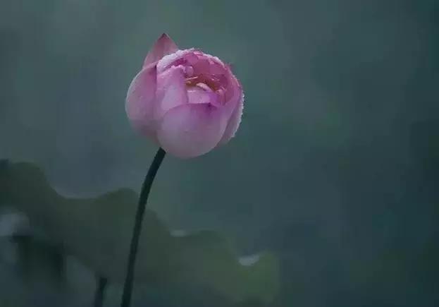 月色荷塘 心桥绵长