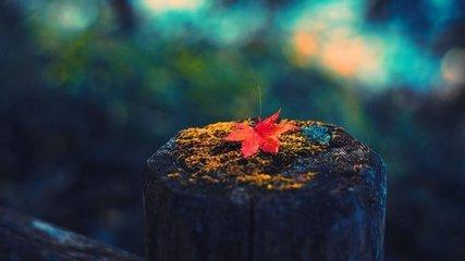 伶 仃（好文）