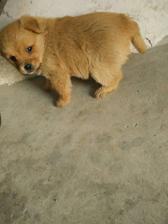 狗狗别怕，我会给你一个家