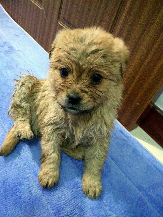 狗狗别怕，我会给你一个家