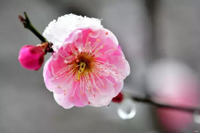 梅与雪的重逢