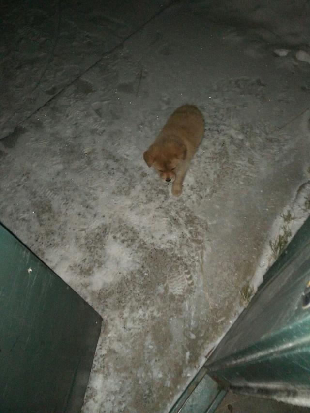 狗狗别怕，我会给你一个家