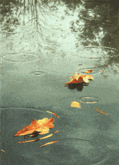 秋雨，恰织离愁